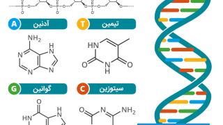 DNA چیست؟