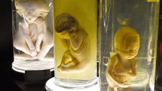 ژاپن انجام اولین آزمایش های جنین حیوان حاوی سلول های انسانی را تایید کرد