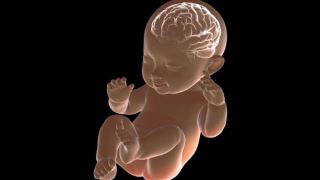 رژیم غذایی پر چرب مادر می تواند باعث آسیب مغزی جنین شود