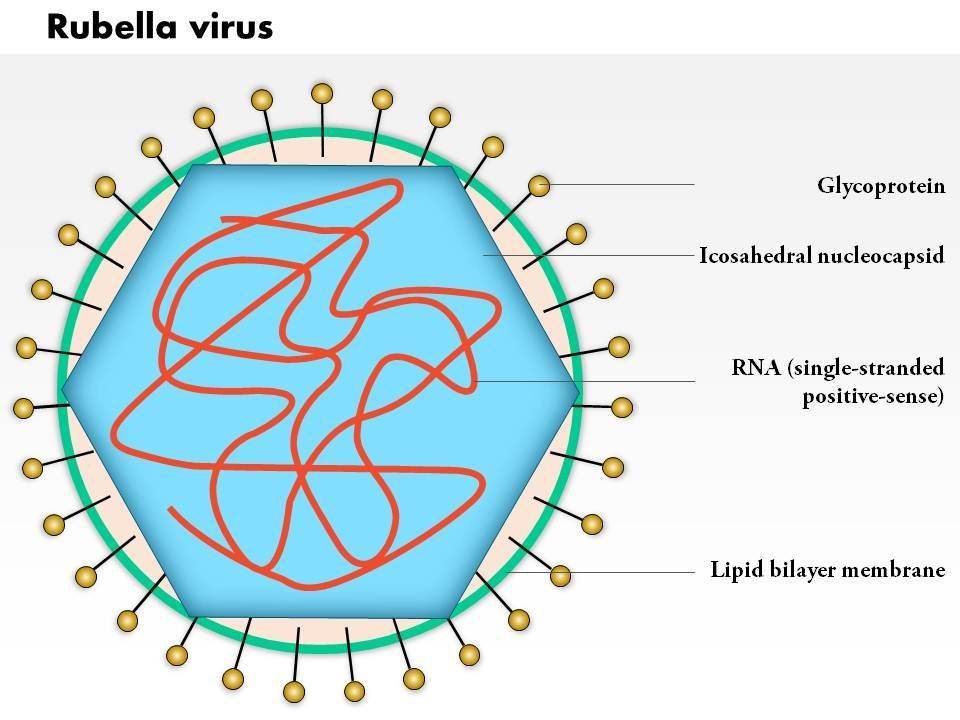 چالش های بیولوژیکی در تولید واکسن های ویروس کرونا