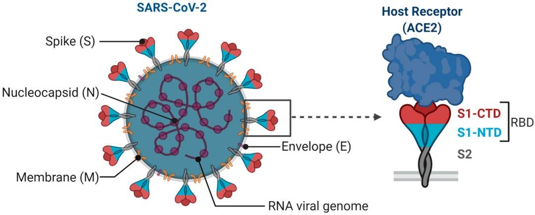 ویروس SARS-CoV-2 اجزای اصلی سیستم دفاعی سلول های انسانی را غیرفعال می کند!