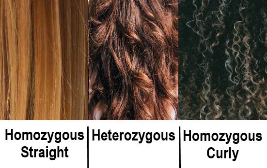 تاثیر ژنتیک بر بافت موی انسان
