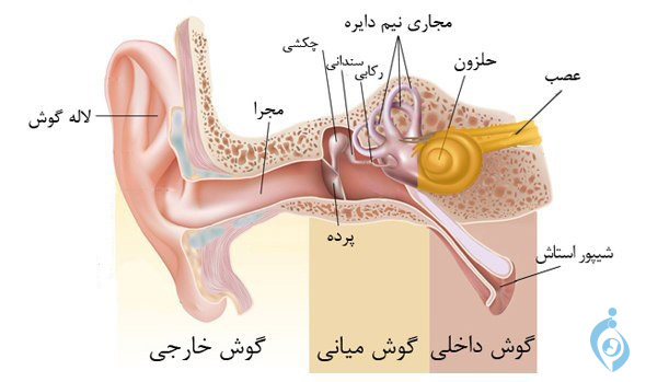 آناتومی گوش