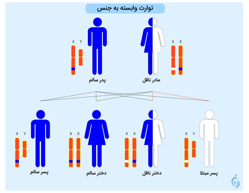 توارث وابسته به جنس