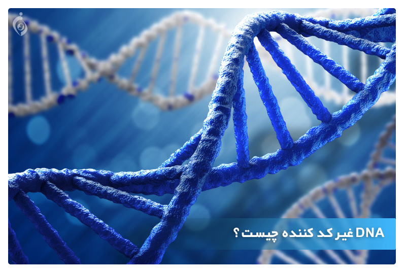 dna غیر کد کننده