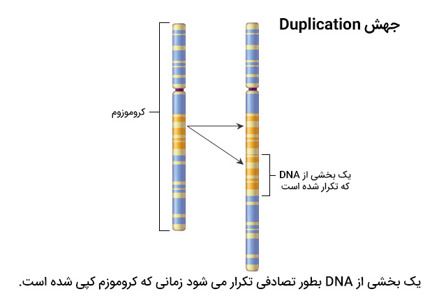 Duplicatin یا مضاعف شدگی