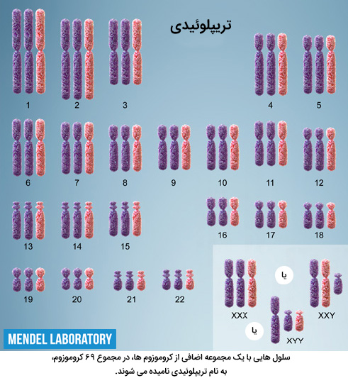 تریپلوئیدی