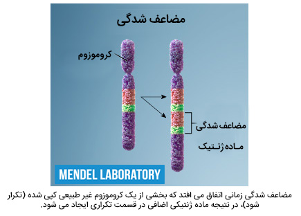 مضاعف شدگی دوپلیکاسیون