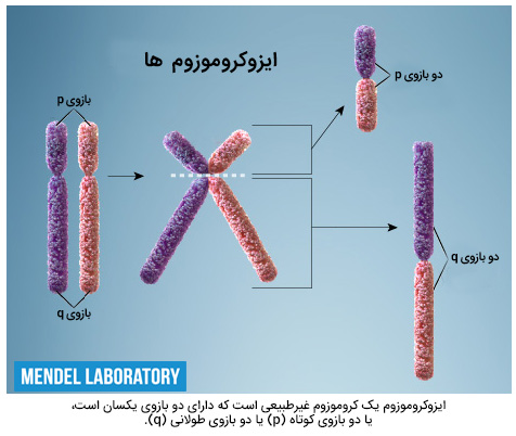 ایزوکروموزوم