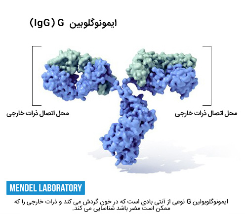 ایمونوگلوبولین G یا IgG