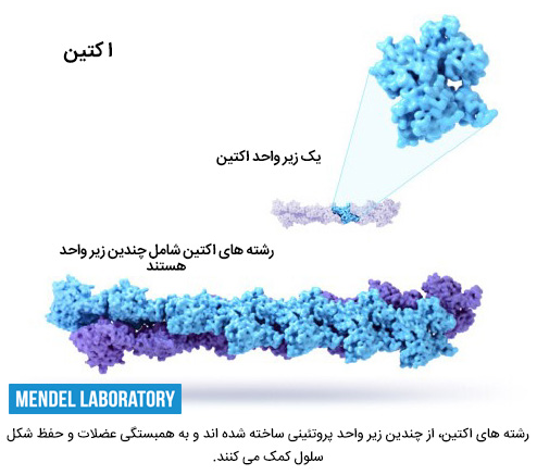 اکتین