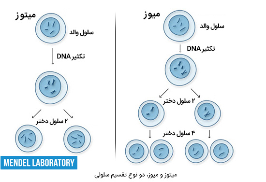 تقسیم سلول