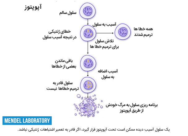 آپوپتوز