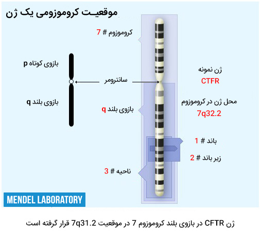 موقعیت کروموزومی لوکوس