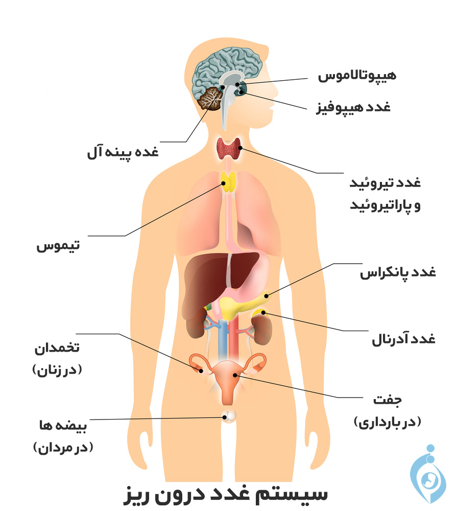 سیستم غدد درون ریز