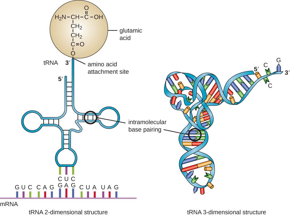 tRNA