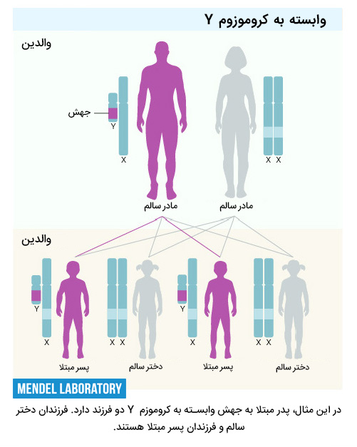 وراثت وابسته به Y